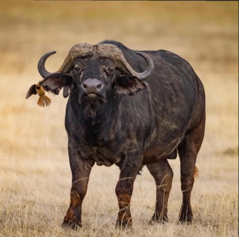 2-Day Fly-in Safari…