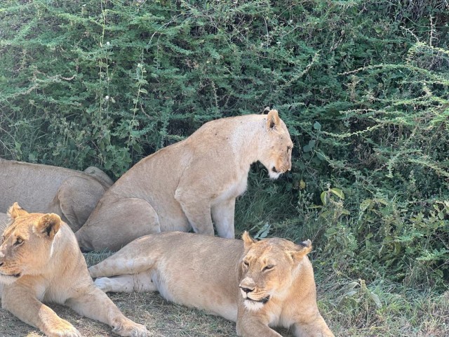 1-Day Tarangire Trip